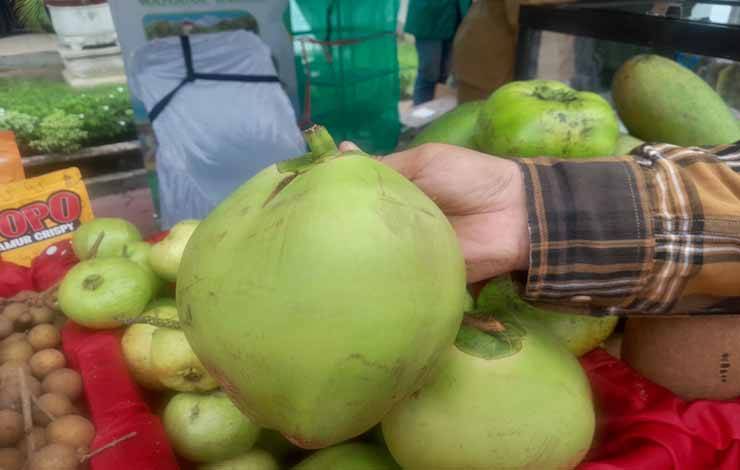 Kelapa Pandan Wangi (Foto: MARINI)