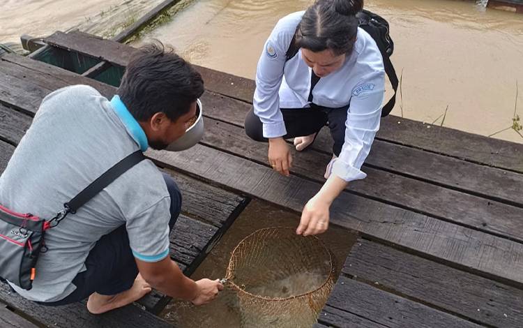 Penyuluh Perikanan Dinas Perikanan Palangka Raya Titin saat mengunjungi pelaku usaha budidaya ikan di Kelurahan Pahandut Seberang. (FOTO: PATHUR)