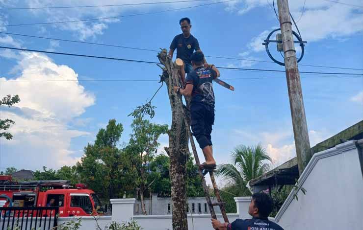 DPKP Pangkas Pohon Terkena Kabel Listrik
