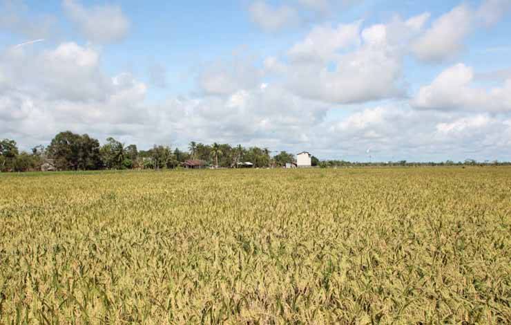 Hamparan padi food estate di Kabupaten Pulpis (Foto: Istimewa)