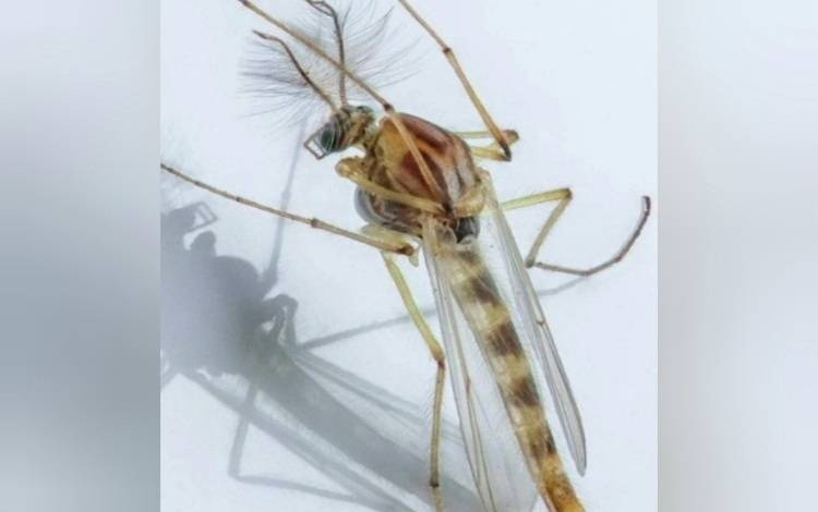 Fenomena Serangga Mirip Nyamuk Dikhawatirkan, Ini Kata Dinkes Kalteng