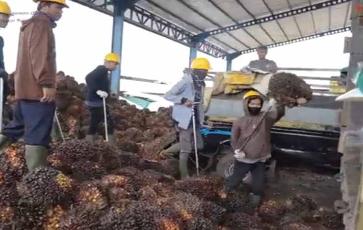Tutup Akhir Tahun 2023, SSMS Rampungkan Sertifikasi RSPO, ISCC, dan HAM untuk Seluruh Unit Bisnis