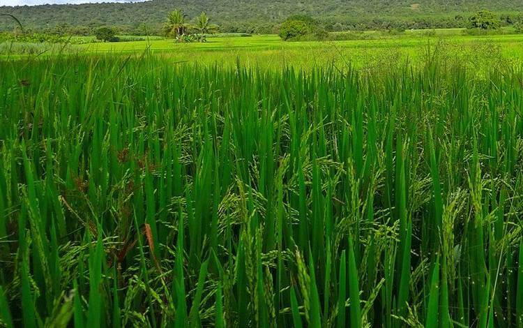 Wilayah Tengah Kalteng Miliki Potensi Investasi Sampai Ratusan Miliar