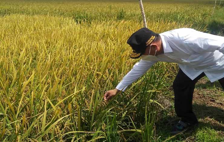 Tahun Ini Pemprov Kalteng Terima Bantuan 120 Hektare Cetak Sawah