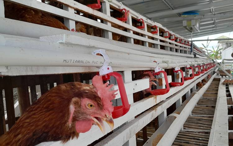 Peternakan unggas jenis ayam petelur. (FOTO: MARINI)
