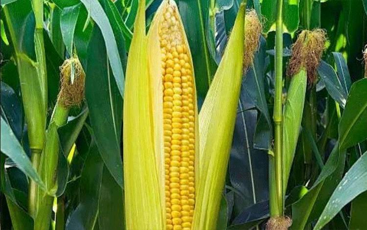 TPHP Kalteng Jelaskan Perbedaan Jagung Manis dan Jagung Pakan