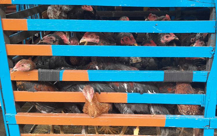 Ayam saat berada di kandang (Foto: MARINI)