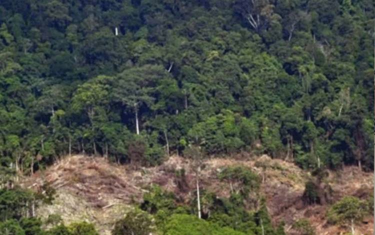 Ilustrasi hutan rusak akibat pembukaan lahan. (ANTARA FOTO/Iggoy el Fitra)