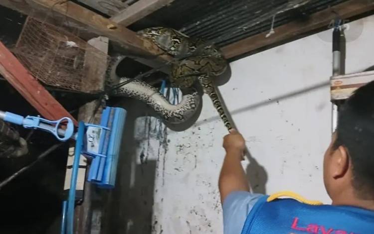 Asyik Tidur, Selin Dikejutkan Kehadiran Piton di Depan Rumahnya