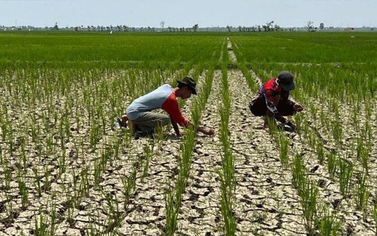 Fenomena El Nino yang Terjadi di 2026 Diprediksi Akan Mencapai Tingkat Ekstrem