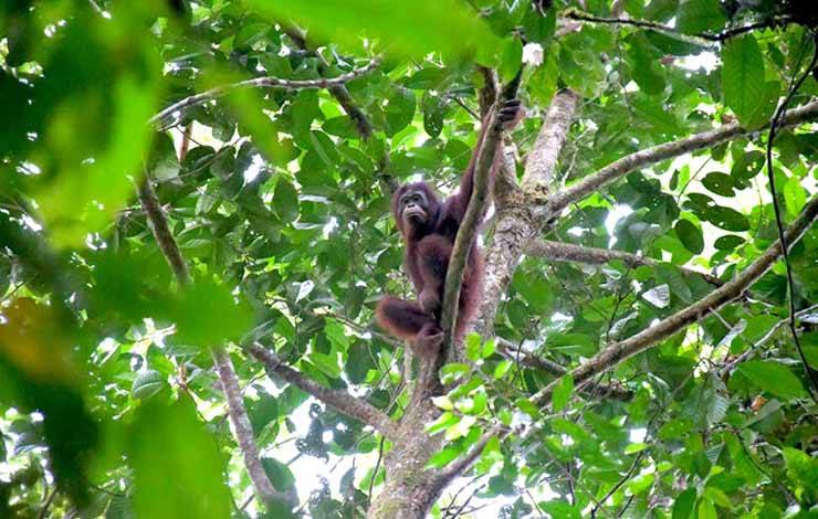 Salah satu individu orangutan yang dilepasliarkan di?Taman Nasional Bukit Baka Bukit Raya atau TNBBBR.(FOTO: Rilis BKSDA Kalteng)