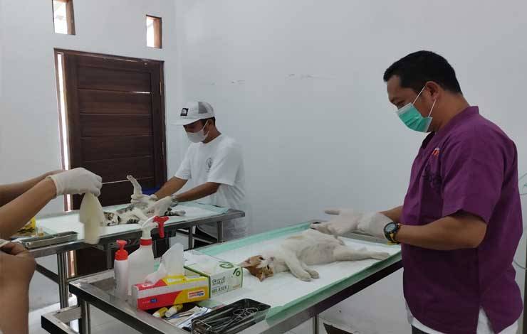 Sepanjang 2023 Ada 6 Kasus Gigitan Positif Rabies di Palangka Raya