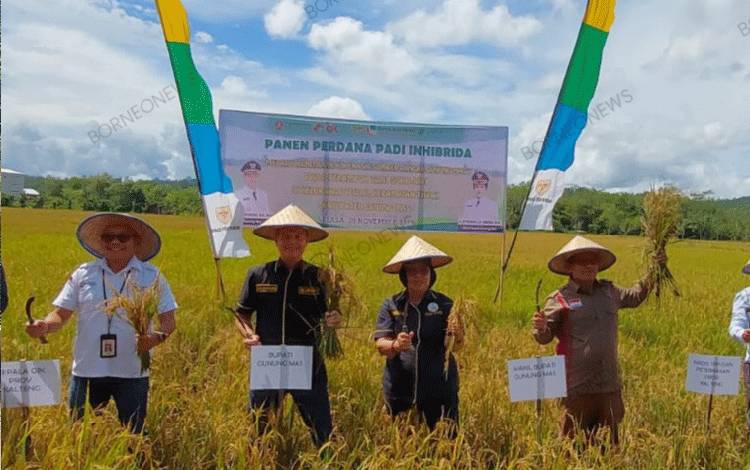 Hasil Padi Sawah hingga Jagung di Gunung Mas Mengalami Peningkatan