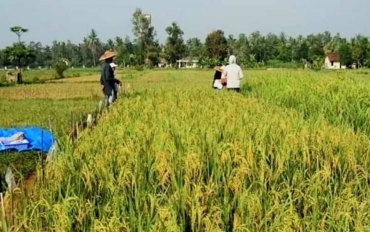 Anggota DPRD: Ketahanan Pangan Kalteng Harus Diperkuat