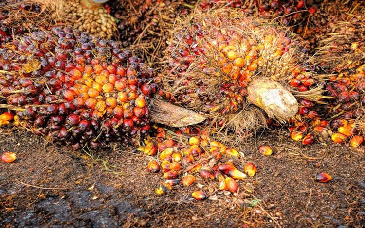 Hilirisasi Jadi Aspek Penting dalam RAD Perkebunan Kelapa Sawit Berkelanjutan
