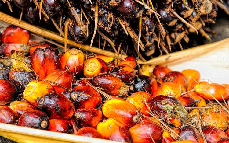 Kelapa Sawit Perlu Disertifikasi Sesuai ISPO