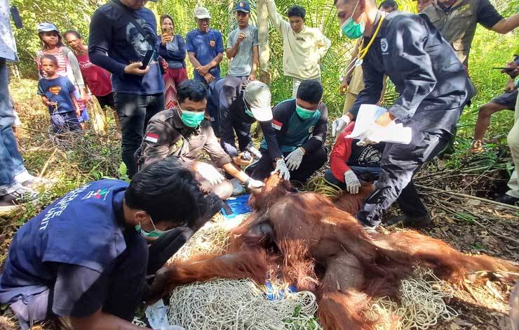 BKSDA Sampit Selamatkan Orangutan yang Meresahkan Warga di Desa Seragam Jaya
