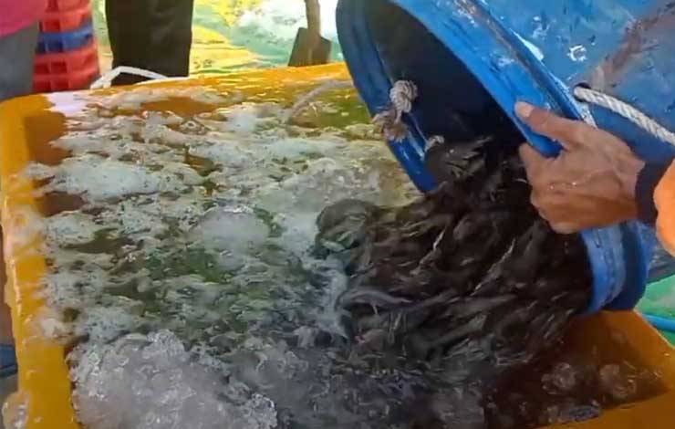 Shrimp Estate Dinilai Tepat Ungkit Sektor Ekonomi Kalteng