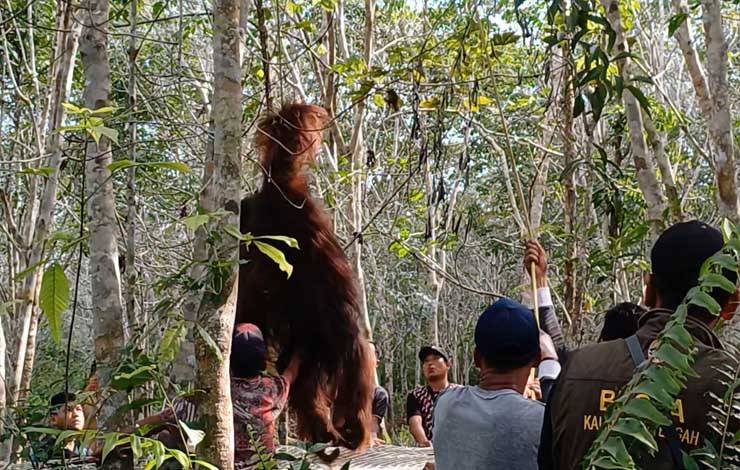 Orangutan Sempat Hadang Warga di Desa Seragam Jaya