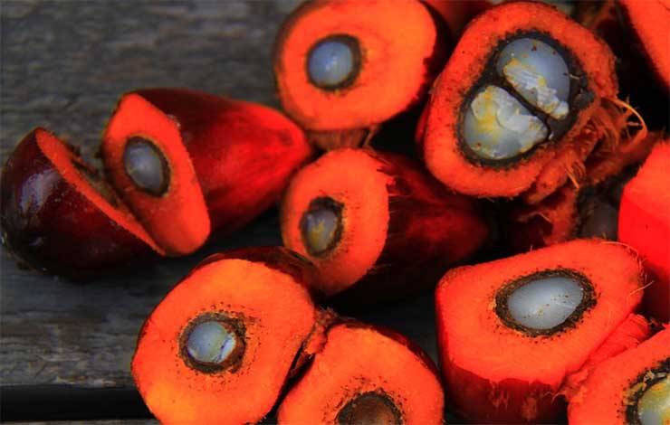 Isi buah kelapa sawit. Perkebunan kelapa sawit berkelanjutan digadang gadang sebagai penerapan dari konsep pertanian berkelanjutan. (FOTO:PIXABAY)