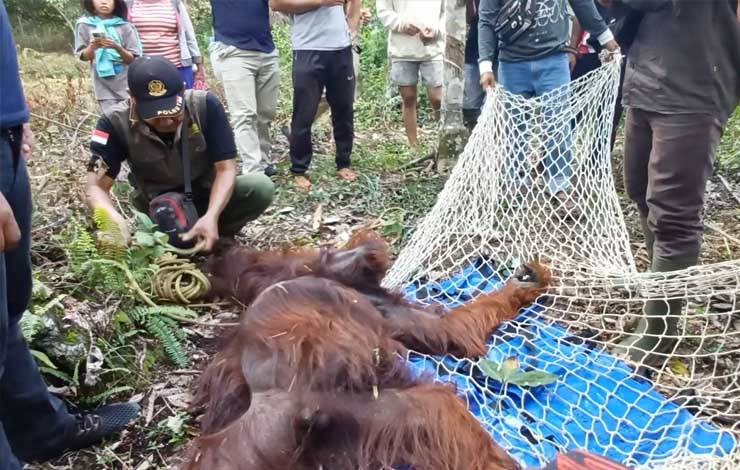 Berhasil Diselamatkan di Desa Seragam Jaya, Orangutan Langsung Dibawa ke Pangkalan Bun