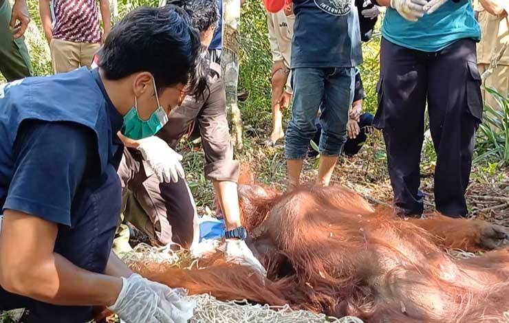 Penyelamatan Orangutan di Desa Seragam Jaya Bukan Pertama Kali