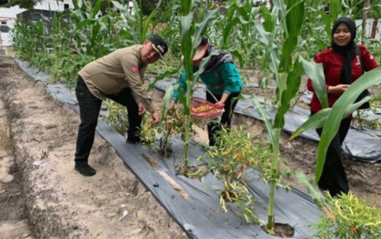 Sektor Pertanian di Barsel Berhasil tak Terlepas Peran Seluruh Pihak