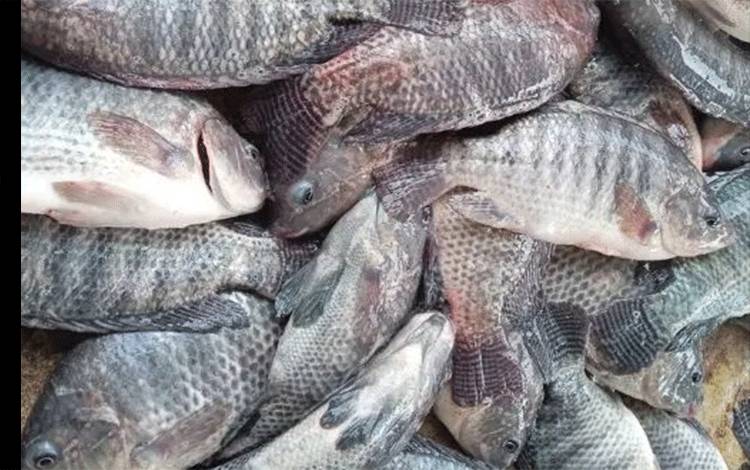 Dislutkan Kalteng Gencarkan Gerakan Masyarakat Makan Ikan