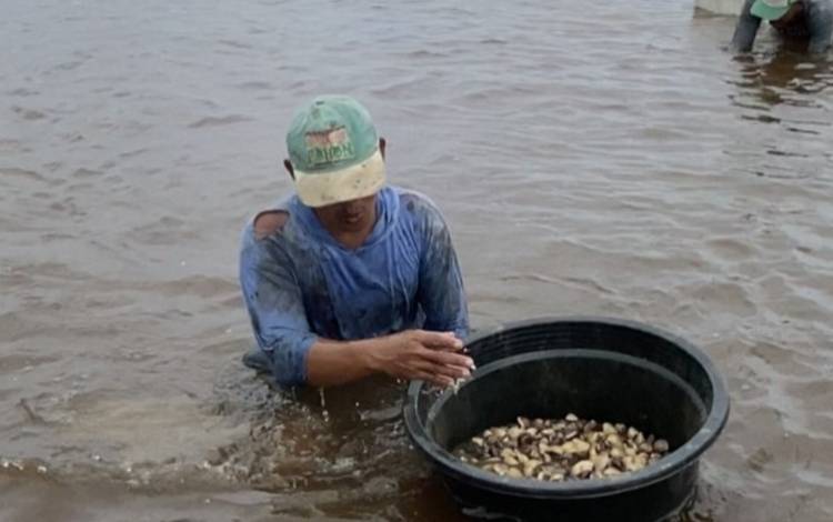 Warga Pesisir Pantai Kuala Pembuang Berburu Kerang Laut