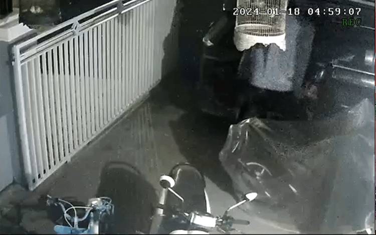 Maling Terekam CCTV Saat Curi Burung Murai Warga Palangka Raya