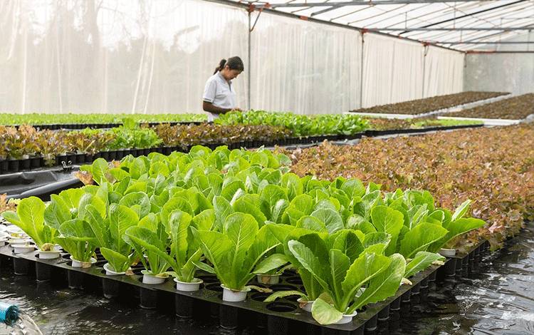 Teknologi Smart Farming dan Greenhouse Diklaim Tingkatkan Produktivitas