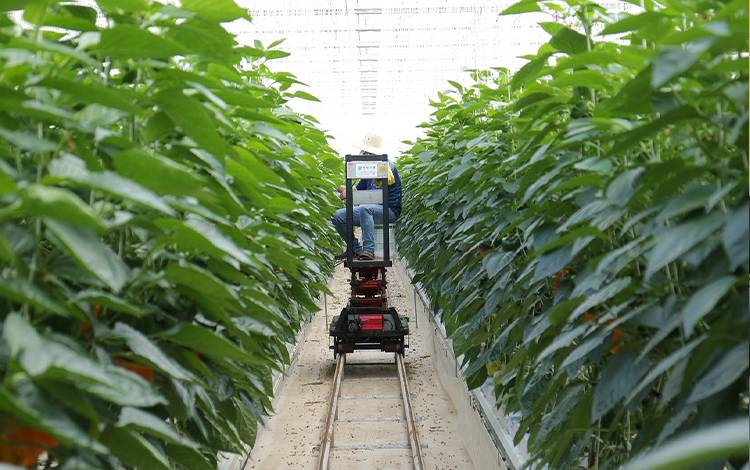 Mengenal Lebih dalam Smart Farming, Konsep Pertanian yang Digencarkan Pemprov Kalteng