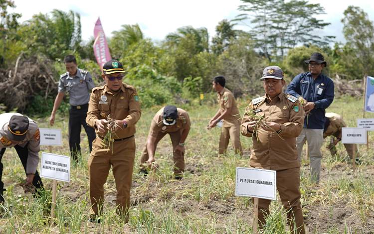 Penjabat Bupati Sukamara, Kaspinor melakukan panen bawang merah Poktan Karya Tani Rumpun Bersama pada Senin, 22 Januari 2024. (FOTO: NORHASANAH)