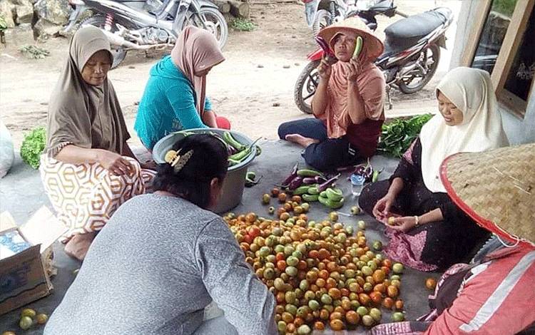 Kelompok Wanita Tani Desa Siong Panen Berbagai Komoditas Hortikultura