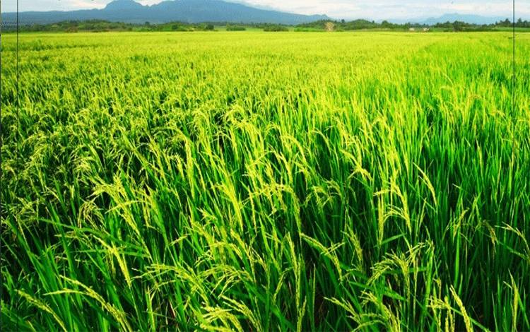 TPHP Kalteng Klaim Petani Mampu Atasi Kondisi Lahan Pertanian