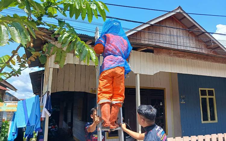 Tim Animal Rescue Call Center 112 Palangka Raya Evakuasi Sarang Tawon Vespa