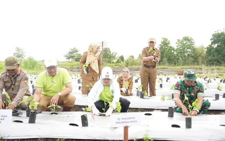 Pemko Palangka Raya Akan Kembangkan Budiaya Jagung