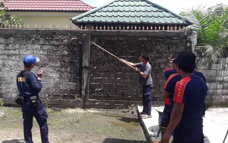 Ular Sanca Bersarang di Tembok Rumah Warga, Tim Animal Rescue Evakuasi 6 Telur Ular