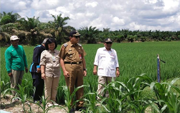 Tingkatkan Sektor Pertanian, Distan Kobar Upayakan Perkuat Kerjasama Semua Pihak