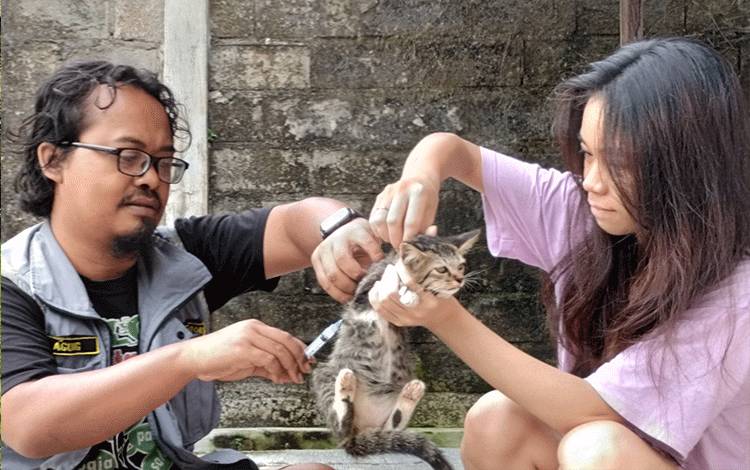 Vaksinator memberikan vaksin rabies kepada kucing peliharaan masyarakat Kota Palangka Raya. (FOTO: TESTI PRISCILLA)