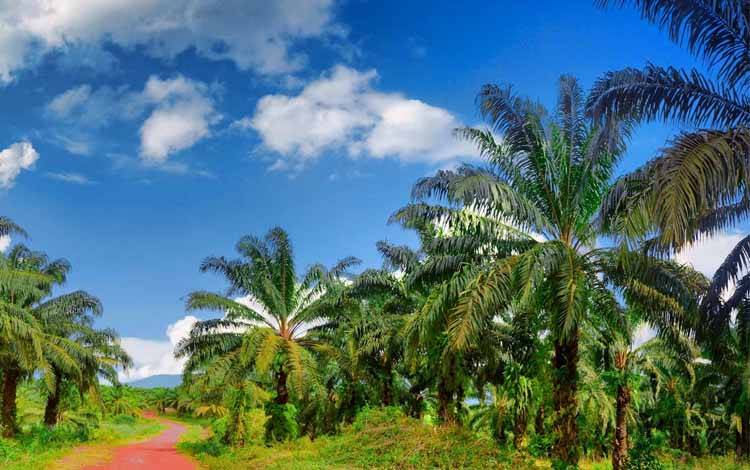 Kebun kelapa sawit, Disbun Kalteng mencatat kenaikan harga CPO dalam rapat penetapan harga terbaru. (FOTO:UNSPLASH)