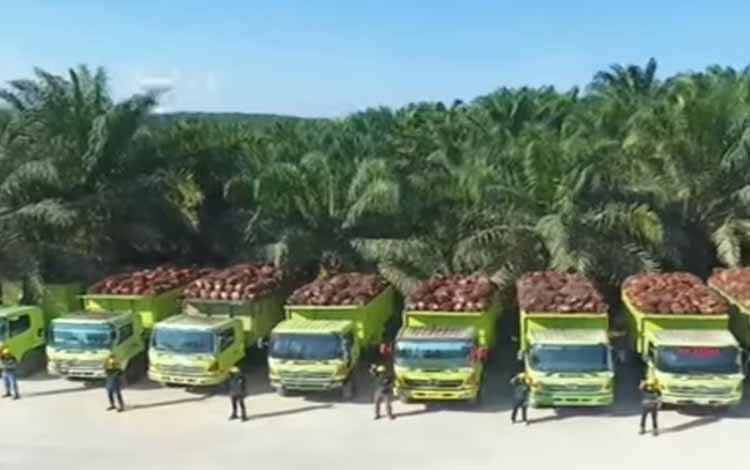 Pengangkutan kelapa sawit di perkebunan milik Citra Borneo Indah atau CBI Group.(FOTO: Dokumentasi Klinik Bisnis)