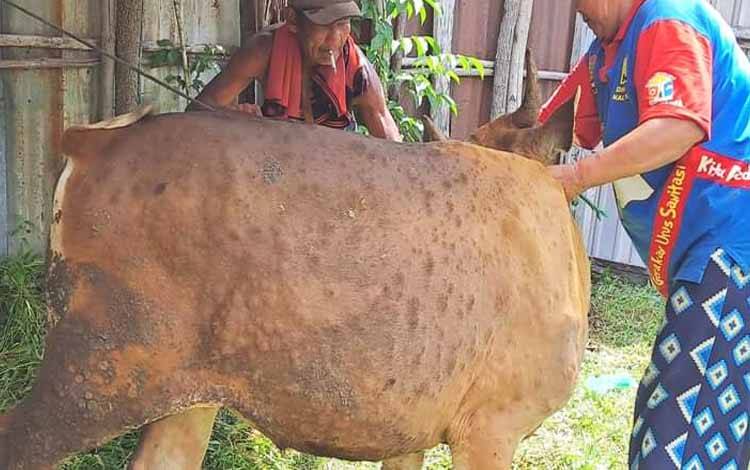 Sapi di peternakan Palangka Raya yang terkena penyakit LSD dan dipantau Puskeswan Kota Palangka Raya.(FOTO: Dokumentasi drh Eko)