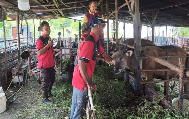 8 Ekor Sapi Terjangkit LSD Sejak Desember di Palangka Raya