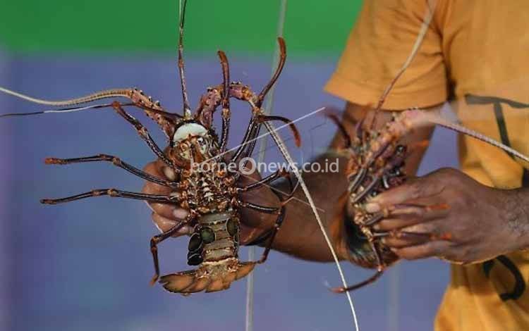Revisi Kebijakan Ekspor Dinilai Berpotensi Turunkan Budi Daya Lobster