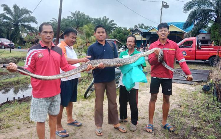 Ular Sanca 4 Meter Diamankan setelah Kepergok Makan Ayam Milik Warga
