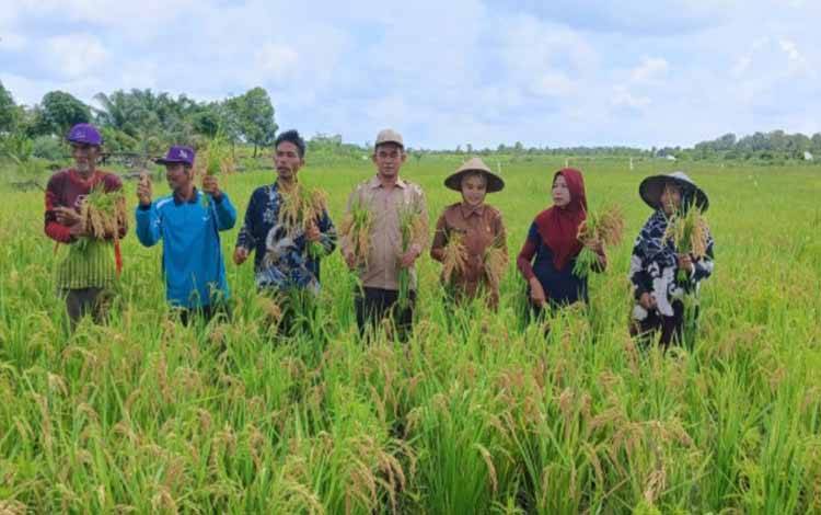 Panen padi di lahan pertanian di Desa Tanjung Putri. (Foto : Distan Kobar)