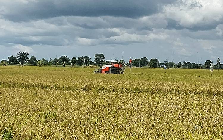 Petani di Desa Terusan Makmur Harapkan Dukungan Pemkab Siapkan Bibit Unggul?