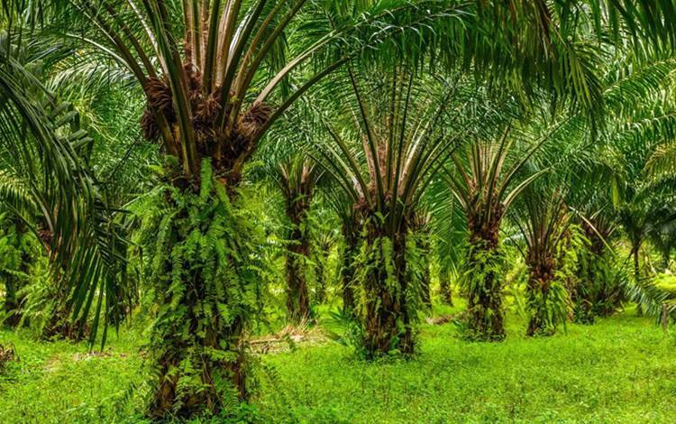 Rizky Badjuri: Penetapan Harga TBS Berikan Harga Wajar