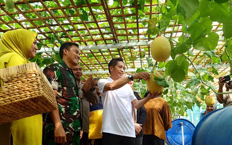 Pj Bupati Barito Utara dan Unsur FKPD Panen Buah Melon di Lahan Kodim 1013 Muara Teweh
